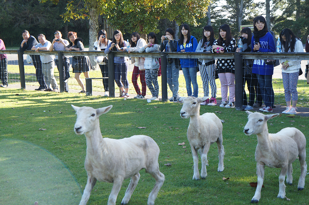 中３・ニュージーランド修学旅行